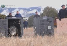 Colorado apresenta evidências de importação de lobos do Canadá Colorado apresenta evidências de importação de lobos do Canadá