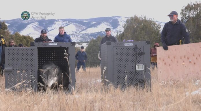 Colorado apresenta evidências de importação de lobos do Canadá Colorado apresenta evidências de importação de lobos do Canadá