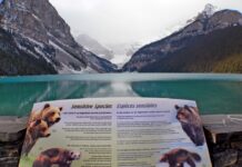 Como funciona o visto de turismo do Canadá (Temporary Resident Visa – TRV)