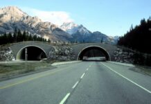 Como trabalhar como caminhoneiro no Canadá: guia completo