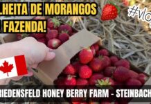 Trabalho sazonal em colheita no Canadá fruit picking: guia 2025 Trabalho sazonal em colheita no Canadá fruit picking: guia 2025