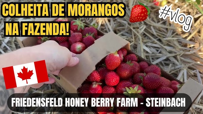 Trabalho sazonal em colheita no Canadá fruit picking: guia 2025 Trabalho sazonal em colheita no Canadá fruit picking: guia 2025